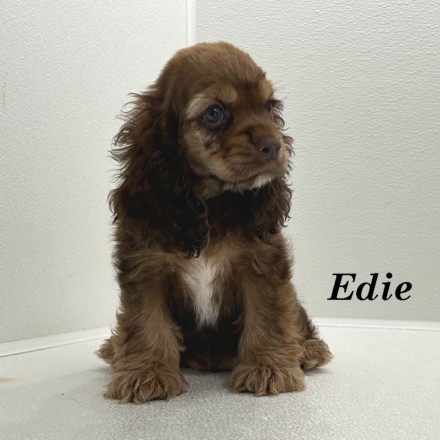 puppy, for, sale, Cocker Spaniel, Joe & Cherri  Overlease, dog, breeder, Miller, MO, dog-breeder, puppy-for-sale, forsale, nearby, find, puppyfind, locator, puppylocator, aca